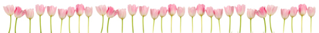 tulipes_roses