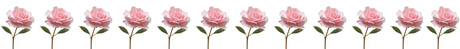friseRoses